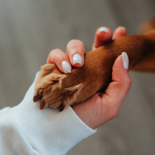 Ultimate Dog Paw Care Guide: Tips for Healthy and Happy Paws